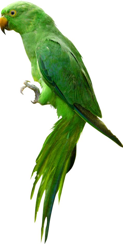 Parrot Png Image Transparent Image Download Size 784x1549px