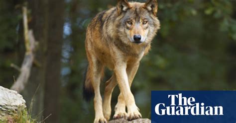Improbable Research Of Wolves And Men Research The Guardian