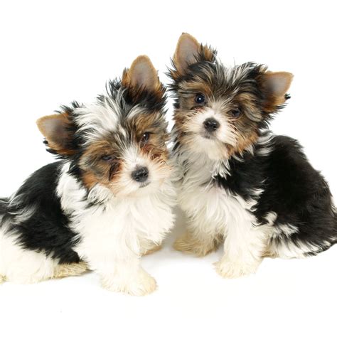 Biewers become attached to their families, but most maintain some measure of independence. Biewer Yorkshire Terrier Puppies For Sale | Available ...