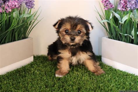 Both were bought at the pet store and are full breeds. Yorkshire Terrier Puppies For Sale | Charlotte, NC #295127