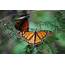 Monarch Butterfly Tour In Mexico By Eco Travel  TourRadar