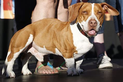 A Beagle Basset Hound And Boxer Mix Named Walle Wins The 2013 Worlds