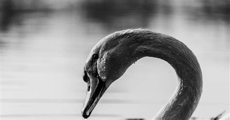 Black Swans Economics And The Meaning Of Green Economy Coalition