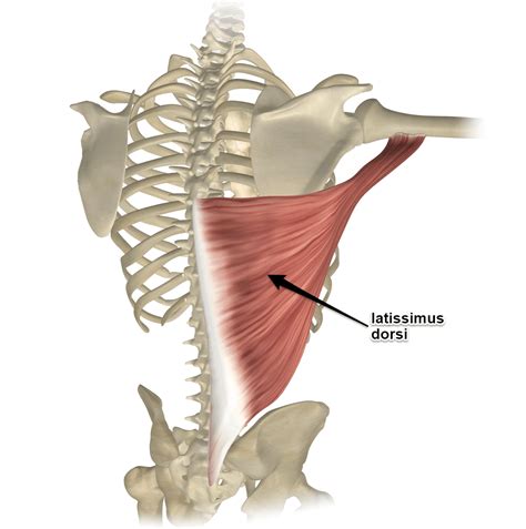 Latissimus Dorsi Muscle The Swimmers Muscle