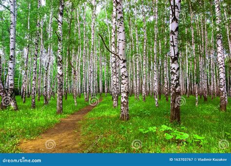 Bright Sunny Birch Forest With A Path In The Summer Stock Image
