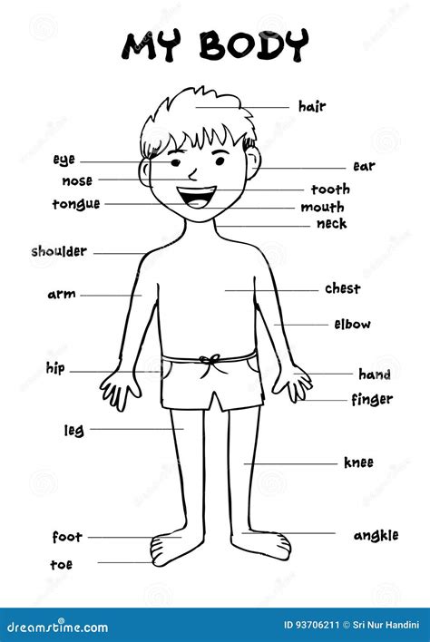 My Body Educational Info Graphic Chart For Kids Stock Illustration