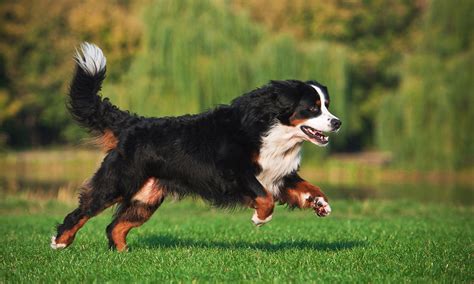 How Much Do You Feed A Bernese Mountain Dog Puppy