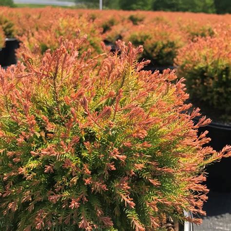 Fire Chief Arborvitae Spring Landscaping Native Plants Xeriscape