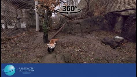 Scout The Red Panda Vr360 The Buffalo Zoo Youtube