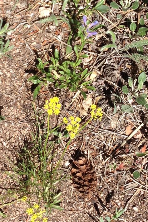 17 Best images about ragweed on Pinterest | Seasonal allergy symptoms