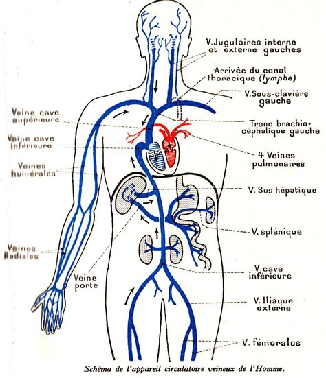 anatomie humain