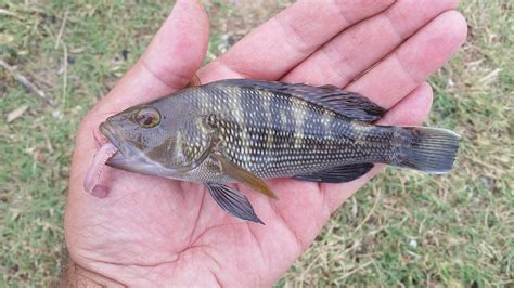 Maryland Biodiversity Project Black Sea Bass Centropristis Striata