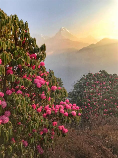 Rhododendron Forests In Nepal With The Majestic Machapuchare Peak Aka