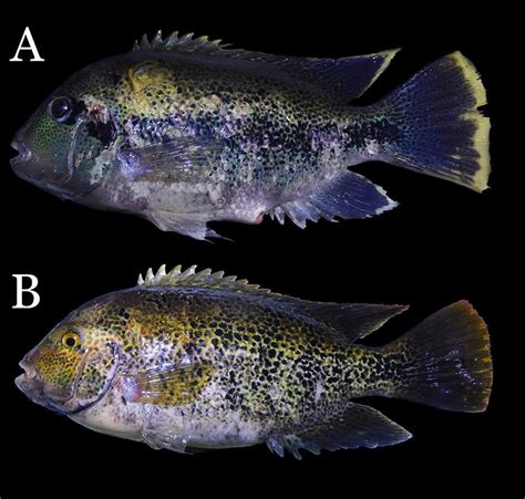 Vieja Coatlicue A New Species Of Cichlid From Basin River
