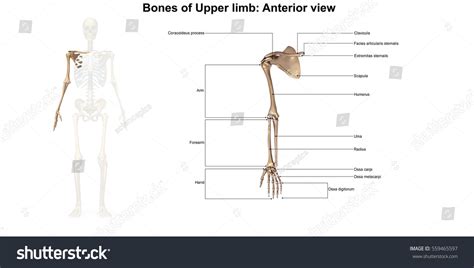 Bones Upper Limb 3d Illustration Stock Illustration 559465597