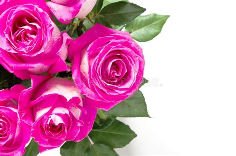 Beautiful Pink Roses Isolated On White Background Copy Space Stock