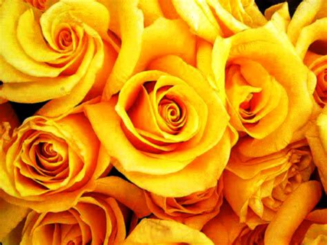 Yellow Roses Wallpaper 1600x1200 66800