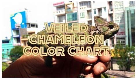 veiled chameleon color chart