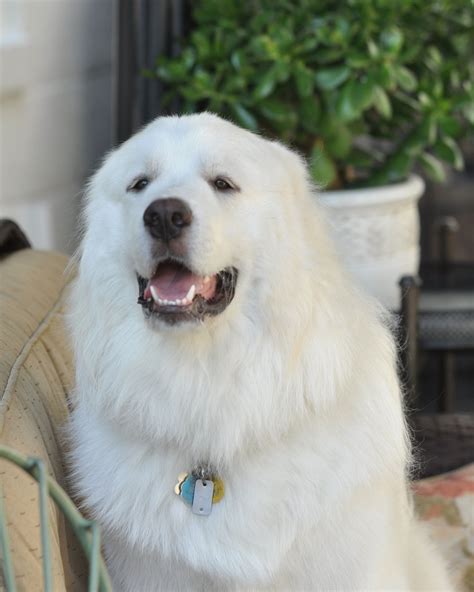George Great Pyrenees Pyrenean Mountain Dog Mountain Dogs Best Guard