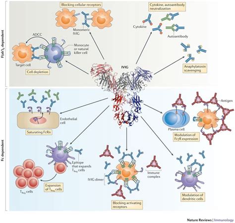 17 Best Images About Immunology On Pinterest Pharmacology Therapy