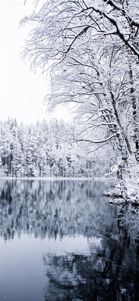 Download 1284x2778 Lake Frost Trees Scenery Winter Forest