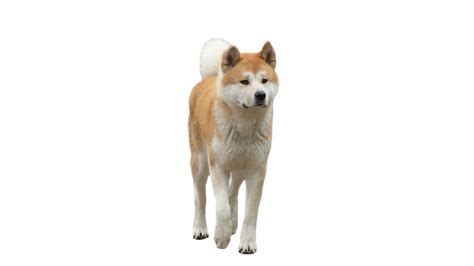 Hachiko The Dog Png Image Purepng Free Transparent Cc0 Png Image
