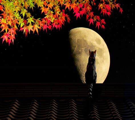 autumn moon wallpapers top free autumn moon backgrounds wallpaperaccess