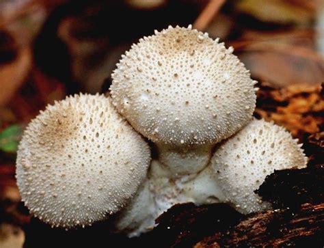 Common Puffball Lycoperdon Perlatum In Manitoba Edible Mushrooms