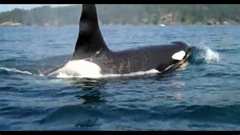 Kayaking With Orca Or Killer Whales Off Sooke Bc On Vancouver Island