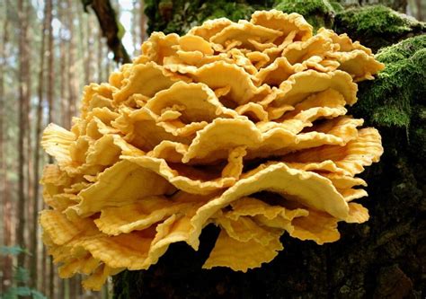 Top 7 How To Positively Identify Chicken Of The Woods 2022