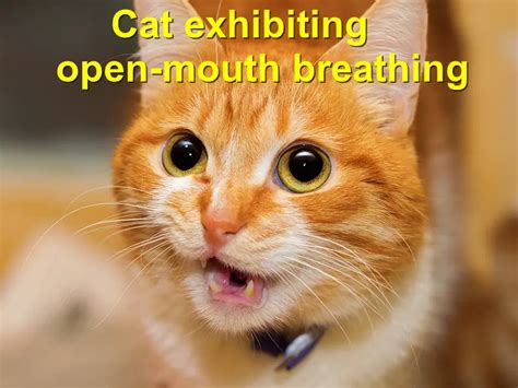 Cat Exhibiting Open Mouth Breathing Emergency Animal Care Braselton