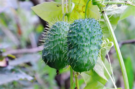 Prickly Cucumber Stock Photos Pictures And Royalty Free Images Istock