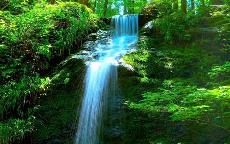 Forest Background With Waterfall Carrotapp