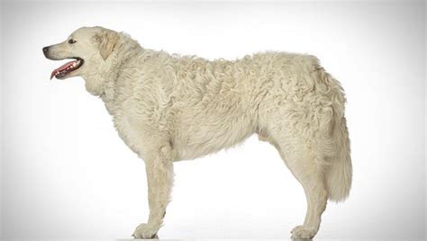 Kuvasz Dog Breed Selector Animal Planet