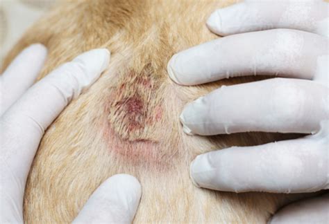 Dermatite Atopica Cane La Terapia Olistica Che Aiuta Elicats It