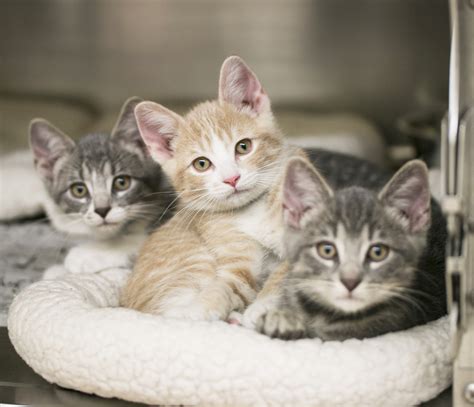 The toronto humane society is a toronto charity that operates animal shelters and animal rescue operations. Spay/neuter services | Animal Humane Society