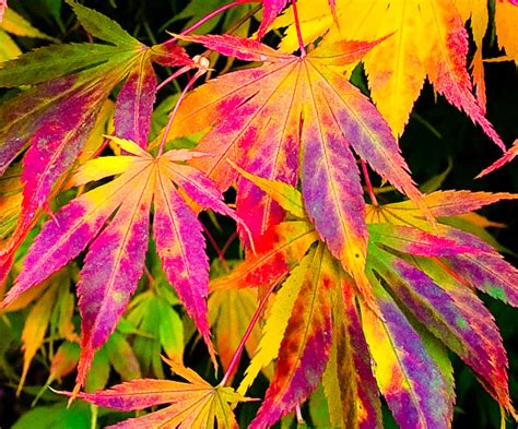 • this worksheet accompanies the happy thanksgiving song. Why Do Leaves Change Color In Fall? | IFLScience