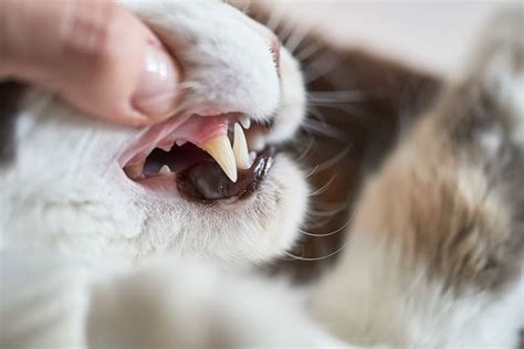 Causes Of Gingivitis In Cats And How It Can Be Treated Franklin