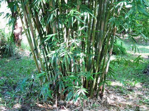 Clumping Species For Feature Or Ornamental Archives Bamboo Australia