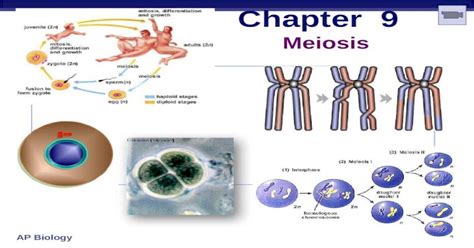 chapter 9 meiosis cell division asexual reproduction mitosis produce cells with same