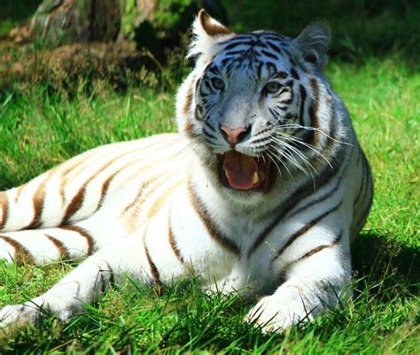 Weißer Tiger Ii Foto And Bild Tiere Zoo Wildpark And Falknerei Natur