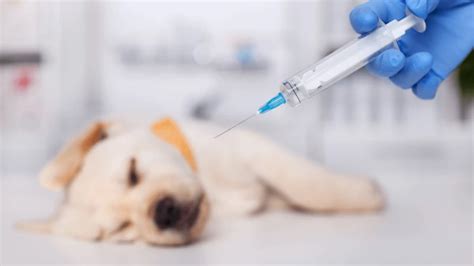 Puppy Shot Schedule All About Vaccines