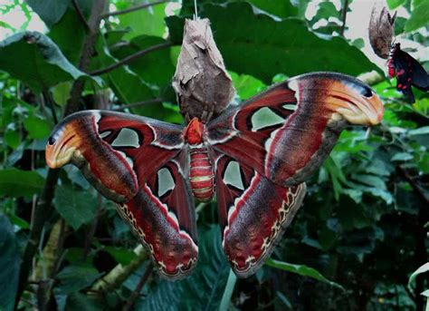 Most Beautiful Moth In The World