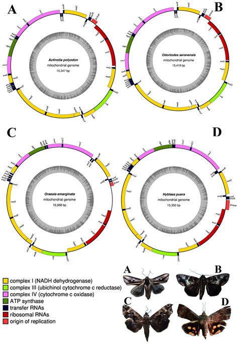 Circular Maps Of The Newly Sequenced Complete Mitochondrial Genomes Of