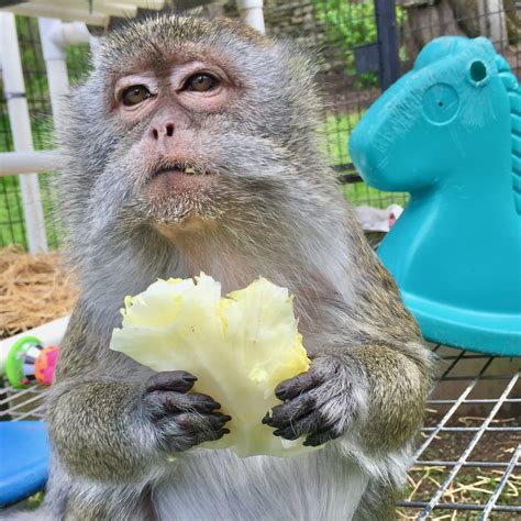 These Are A Few Of Their Favorite Things Primate Rescue Center