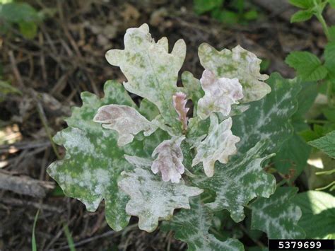 Maybe you would like to learn more about one of these? powdery mildew of oak (Microsphaera alphitoides ) on oak ...