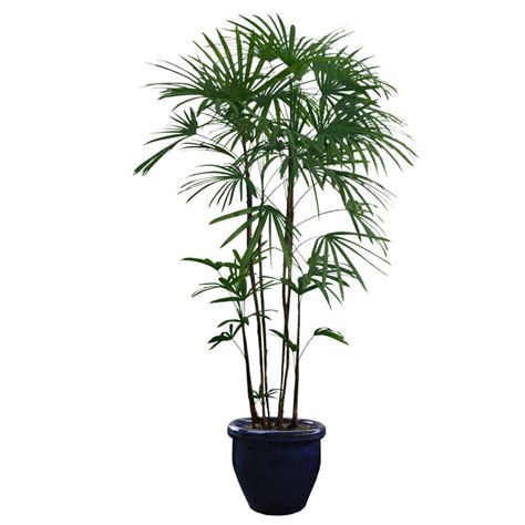 Houseplant Tree - Potted plants png download - 750*750 - Free gambar png