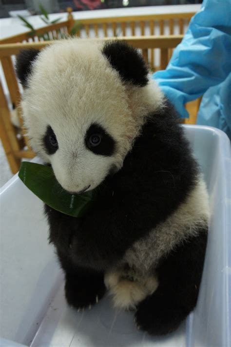 Love Panda Vacation Chengdu Panda Base 14
