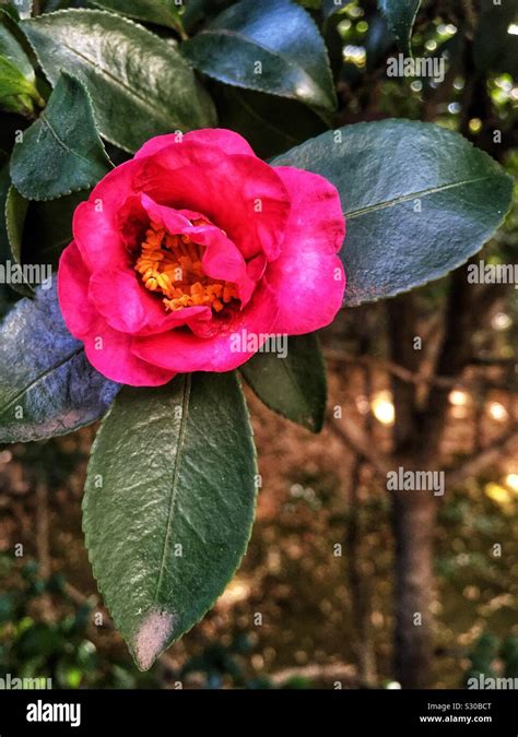 Pink Camellia Sasanqua Stock Photo Alamy