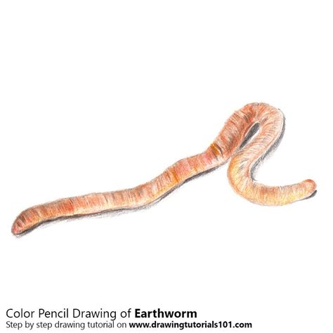 Earthworm Colored Pencils Drawing Earthworm With Color Pencils